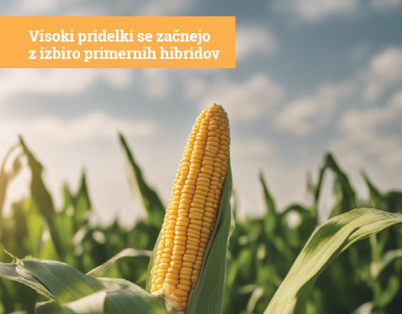 Katalog koruze 2025