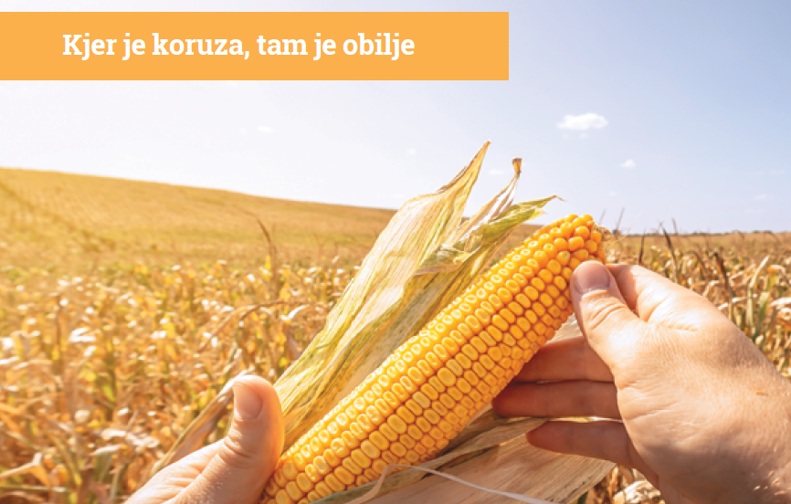 Katalog koruze 2025