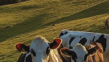 KRMNE POLJŠČINE 2026