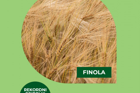 Ječmen FINOLA - odličen v stresnih pogojih
