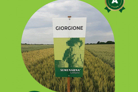 Pšenica GIORGIONE - izreden delež beljakovin