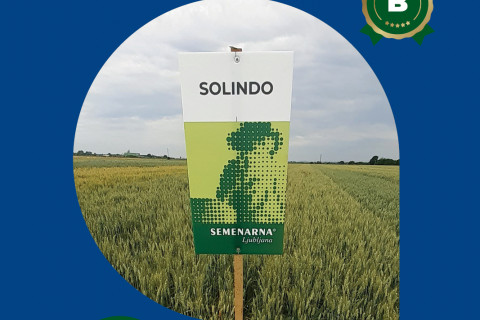 Pšenica SOLINDO - izredna prilagodljivost
