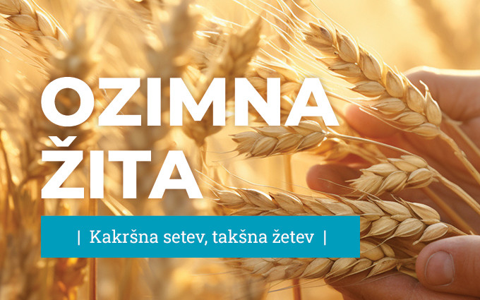 OZIMNA ŽITA
