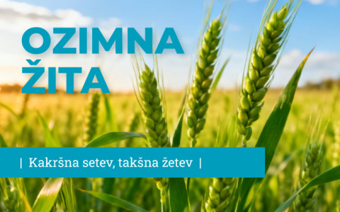 OZIMNA ŽITA 2026